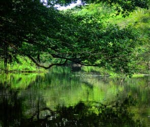 Amazonian Heritage